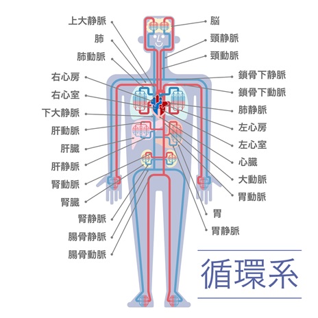 血管は 体内の重要なインフラ Cinquis